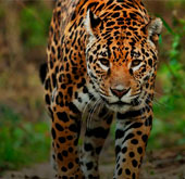 Pantanal